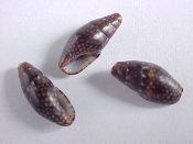 (3) Mitrella ocellata Gmelin, 1791....10 to 11 mm. F++. Nice, super-dark specimens...Cape Verde Islands...$2 (3 available)