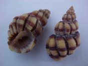 (2) Scalptia mercadoi Old, 1968....25 mm. F++. Rich brown on tan spiral bands, great sculpture & lip...Philippines...$10 (2 available)