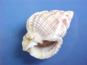 (1) Cancellaria cancellata Linne, 1758....29 to 30 mm. F++. Large, fat & well marked, with thick, heavily toothed lips...Senegal...$5 (1 available)