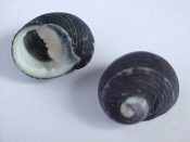 (2) Nerita senegalensis Gmelin, 1791....22 to 24 mm. F++ w/operc. Jet black, with pastel orange pimpled parietal area...Cape Verde Islands...$4 (2 available)