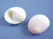 (9) Neritina turrita Gmelin, 1791....12 to 16 mm. F++. Pretty pastel pink & orange colours...Philippines...$3 for 2 (9 available)