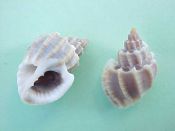 (6) Trigonostoma scalariformis Lamarck, 1822....13 to 15 mm. F++.  Small but sweet, with great axial sculpture, full lip & pointy apex...Australia...$4  (6 available)