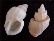 (3) Scalptia foveolata Sowerby, 1848....18 to 21 mm. F+. Shouldered like a spiral staircase, with flared apperture...South Africa...$8 (3 available)