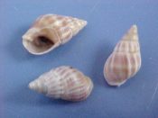 (8) Nassarius vinctus Marrat, 1877....10 to 11 mm. F+. Small, with 2 red-brown bands & strong axial ridges...Angola...$4 (8 available)