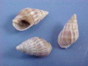(8) Nassarius vinctus Marrat, 1877....10 to 11 mm. F+.  Small, with 2 red-brown bands & strong axial ridges...Angola...$4  (8 available)