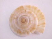 (4) Discotectonica accutissima Sowerby, 1914....28 to 30 mm. F+. Amazingly flattened & sharp edged, tan with brown axial flames...Philippines...$12 (4 available)