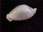 (3) Cypraea annulus Linne, 1758....14 to 19 mm. F+ high. Distinctly ROSTRATE dwarfs!...Philippines...$35 (3 available)