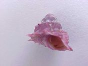 (1) Astralium haemotragum Menke, 1829....12 mm. F++. Colour so rich & dark it is purple...Philippines...$7 (1 available)