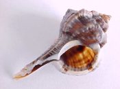 (1) Murex cf. chrysostoma Sowerby, 1834....52 mm. F++. Either a melanistic specimen (much more brown than typical) or another similar species without the orange lined apperture...Venezuela...$24 (1 available)