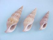 (1set) Colubraria castanea Kuroda & Habe, 1952....29, 38 & 45 mm. F++. 3 piece growth series...Philippines...$45 (1 set available)