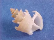 (1) Trigonostoma antiquata Hinds, 1843....20 mm. F++. Scarce, spiny shouldered specimens. Sweet!...Philippines...SPECIAL!!...$15 (1 available)