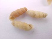 (4prs) Truncatella guerini A. & B. Villa, 1841....7 to 8 mm. F+. Tiny tan Truncatellidae...Philippines...$3 (4 pairs available)