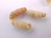 (4prs) Truncatella guerini A. & B. Villa, 1841....7 to 8 mm. F+.  Tiny tan Truncatellidae...Philippines...$3  (4 pairs available)