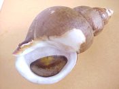 (1) Buccinum bayani Jousseaume, 1883....107 mm. F+ (part of lip just broke - otherwise great!) w/operc. Nice specimen at a bargain price...Korea...$19 (1 available)