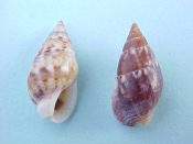 (9) Nassarius cf. limnaeformis Dunker, 1847....13 to 14 mm. F++. Brown & white mottled, with varixed & lyrate lip...Philippines...$4 (9 available)