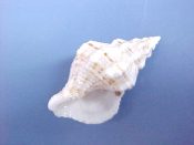 (1) Cantharus multangulus Philippi, 1848....24 mm. F+. Neat little Buccinidae with fine tan spiral lines...Florida...$5 (1 available)