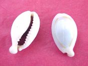 (5) Cypraea annulus Linne, 1758....23-25 mm. F++. Mild-mannered freaks, for mild money - Rostratism on a budget!!...Zanzibar...$7 (5 available)