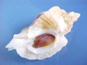 (1) Ceratostoma foliatum Gmelin, 1791....68 mm. F+ w/operc. With brown mid-band & leafy varices...California...$15 (1 available)