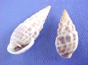 (34prs) Otopleura auriscati Holten, 1882....19 to 25 mm. F++. Speckled brown on cream pattern pairs...Philippines...$5 (34 pairs available)