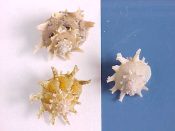 (1set) Bolma girgyllus Reeve, 1843....24 to 31 mm. F+. Batch of 3 baby Bolmas in different patterns, including a small, possible albino example...Philippines...$20 (1 set available)