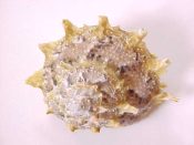 (1) Bolma girgyllus Reeve 1843....38 mm. F. Nice pattern of brown on tan, with bright orange columellar area...Philippines...$10 (1 available)