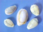 (1set) Cypraea annulus/moneta freaks....14 to 22 mm. F/F+. 5 piece set-more freaks than the Addams family! Interesting assortment of developmental freak forms...Philippines...$22 (1 set available)