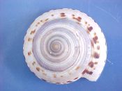 (1) Architectonica maxima Philippi, 1849....52 mm. F+ high. Large, with oddly irregular, blotchy dorsal pattern & wide, fine "toothed" umbilicus...Philippines...$5 (1 available)