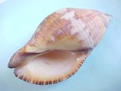 (1) Nassa sertum Bruguiere, 1789....50 mm. F++. Good specimen, with full, dentate, dark rimmed apperture...Philippines...$5 (1 available)