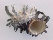 (2) Angaria delphinus fm. melanacantha Reeve, 1842....56 to 61 mm. F+. Delightfully spiny specimens, with the long, upturned shoulder spines virtually all intact...Philippines...$9 (2 available)