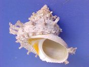 (1) Bolma girgyllus Reeve, 1843....64 mm. F++. Perhaps the nicest, biggest example of this we've seen in years. Light tan with virtually every peripheral spine intact...Philippines...$32 (1 available)