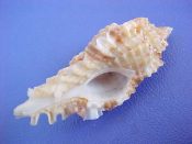 (1) Naquetia annandalei Preston, 1910....41 mm. F+. Nice little specimen with less developed lip frill. Good start for a growth series...Philippines...$7 (1 available)