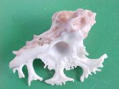 (1) Homalocantha anatomica fm. pele Pilsbry, 1918....50 mm. F+ high. With nice frills. With wonderfully serate lip varix & a rare and unusual purplish coloured body...Hawaii...$40 (1 available)