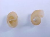 (1) Separatista cf. blainvilliana Petit, 1851....8 mm. F+. Slightly junior specimens of this rare species...Thailand...$15 (1 available)