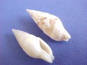 (1set) Mitrella species....20 to 25 mm. F++. Nice 4 piece pattern variety set including one jumbo specimen...Philippines...$10 (1 set available)