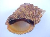 (3) Cantharus melanostomus Sowerby, 1825....44 to 47 mm. F++ w/operc. Large, with orange dentate lip & black parietal glaze...Indonesia...$8 (3 available)
