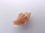 (1) Murex sp.....8 mm. F++. Tiny, pinkish tan, ex pisces & thought by supplier to be a new species. Could also be Buccinidae...South Africa...$7 (1 available)