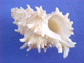 (1) Murexiell abalteata Sowerby, 1841....31 mm. F+. Large example & an unusual colour form without colouration of the varices...Philippines...$25 (1 available)