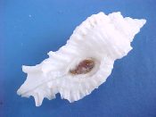 (1) Naquetia trigonulus Lamarck, 1816....53 mm. F+ solid, w/operc. Pure white albino specimen...Philippines...$25 (1 available)