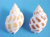 (1prs) Babylonia lani Gittenberger & Good, 2003....43 to 50 mm. F+ to F++. Great pattern pairs, one spotted brown, the other in orange...Thailand...$17 (1 pairs available)