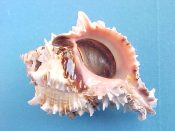 (1) Hexaplex regius Swainson, 1821....79 mm. F+ w/operc. Pretty pink dentate lip & columella & brown parietal glaze...Panama...$8 (1 available)