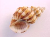 (1) Scalptia mercadoi Old, 1968....27 mm. F++. Boldly banded in yellow & brown over stong, close packed axial ridges...Philippines...$10 (1 available)