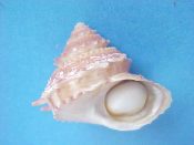 (1) Bolma henica Watson, 1885....38 mm. F++ w/operc. Large, long spined lovely bronze example...Thailand...$15 (1 available)