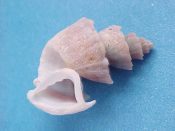 (3) Trigonostoma antiquata Hinds, 1843....14 to 20 mm. F++. Good specimens of this scarce deep water Cancellaridae species...South China Sea...$25 (3 available)