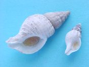 (1pr) Buccinulum pertinax Martens, 1878....16 & 32 mm. F+ w/operc. Neat growth pair, smaller one showing apical form, the larger with well developed lip & canal, both operculate...New Zealand...$12 (1 pair available)