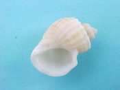 (1) Trigonostoma scalata Sowerby, 1832....16 mm. F++. Excellent example with complete, flared lip & flat stepped shoulder...Philippines...$10 (1 available)