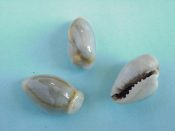 (1set) Cypraea annulus Linne, 1758....17 to 18 mm. F++. Odd & unusual trio of injury freaks, one so deformed it looks like Columbellidae!...Philippines....$15 (1 set available)