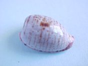 (1) Cypraea alfredensis fm. alfredensis Shaw, 1909....22.5 mm. Gem. Spectacular fresh specimen, with lines of fine brown speckles across a blue-gray dorsum...South Africa...$90 (1 available)