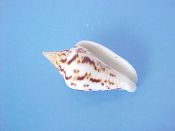 (1) Pyrene epamella Duclos, 1836....21 mm. F++. Snow white with a pattern of brown dashes & axial squiggles...Philippines...$8 (1 available)