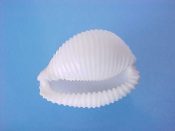 (1) Trivia speciosa Kuroda & Cate, 1979....16 mm. Gem. Good sized & perfect specimen of this rare species, all white & totally covered in fine fingerprint-like ridges...Philippines...$40 (1 available)