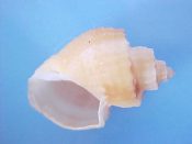 (1) Trigonostoma scalata Sowerby, 1832....24 mm. F++. Pastel orange with purple spotted sutural ramp & great lip...Philippines...$15 (1 available)